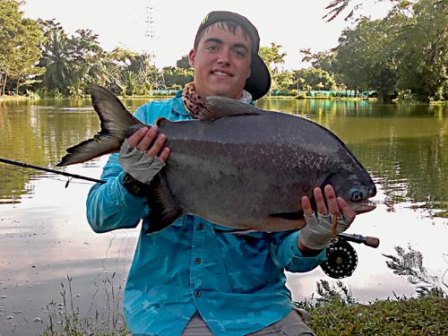 Pacu on fly at Phuket Fishing Park.