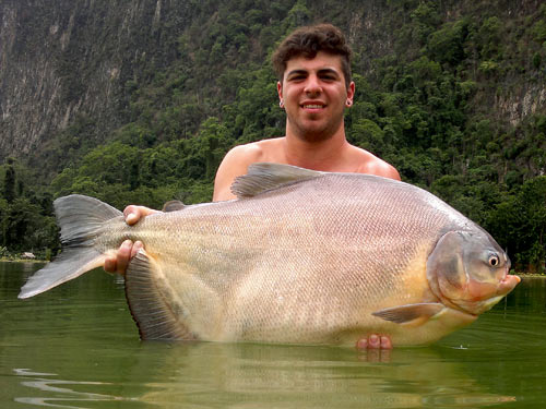 Red Bellied Pacu