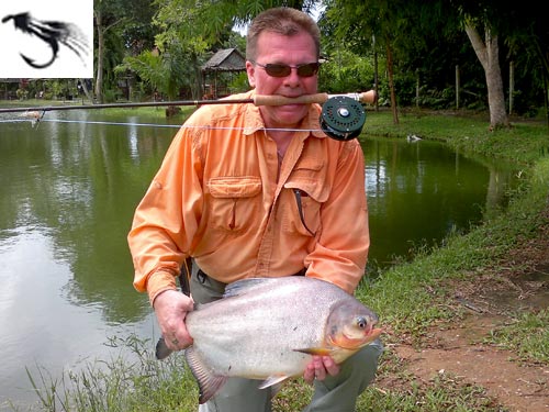 Pacu on fly from Sawai Lake Phuket.