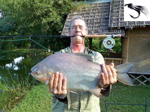 Pacu on fly at Sawai Lake Phuket.