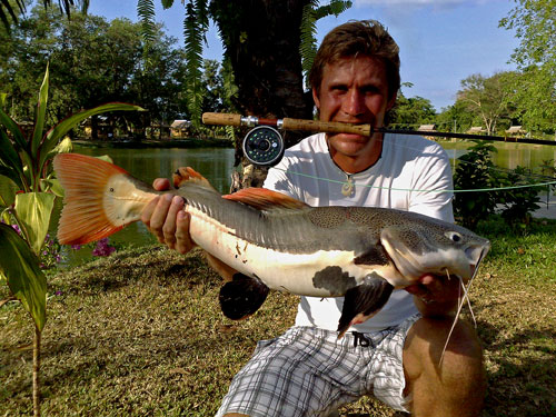 Redtail Catfish on fly at Sawai Lake Phuket.