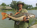 Amazonian Redtail Catfish.