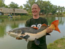 Amazonian Redtail Catfish.