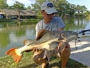 Amazonian Redtail Catfish.