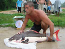 Redtail Catfish from Koh Samui.