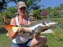 Amazonian Redtail Catfish.