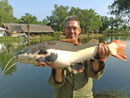 Amazonian Redtail Catfish.