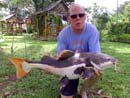 Amazonian Redtail Catfish.