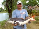 Amazonian Redtail Catfish.