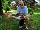 Amazonian Redtail Catfish.