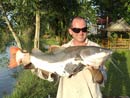 Amazonian Redtail Catfish.