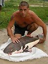 Redtail Catfish from Koh Samui.