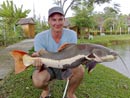 Amazonian Redtail Catfish.