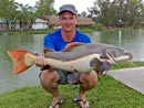Amazonian Redtail Catfish.