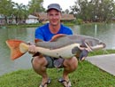 Amazonian Redtail Catfish.