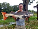 Amazon Redtail Catfish Sawai Lake.