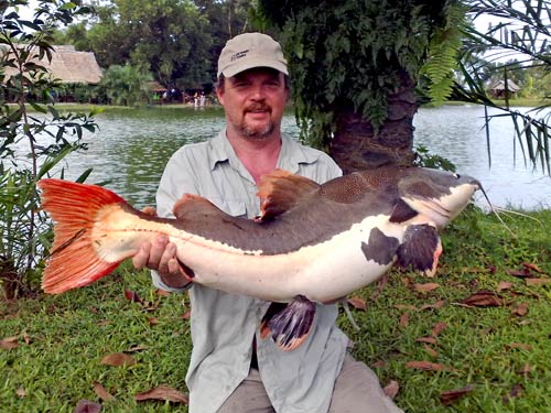 Redtail Catfish from Phuket Fishing Park.