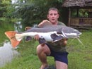 Amazonian Redtail Catfish.