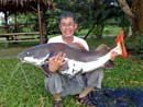 Amazonian Redtail Catfish.