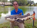 Amazonian Redtail Catfish.