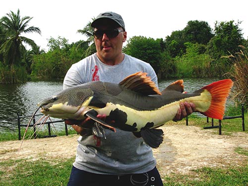 Redtail Catfish from Greenfields.