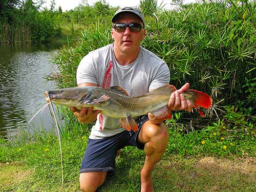 Asian Redtail Catfish.