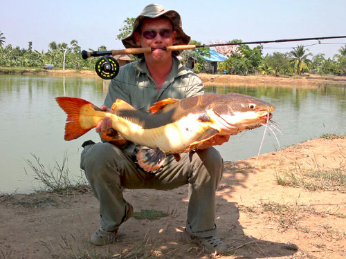 Amazon Redtail Catfish on fly.