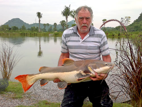 A nice Amazon Redtail Catfish.