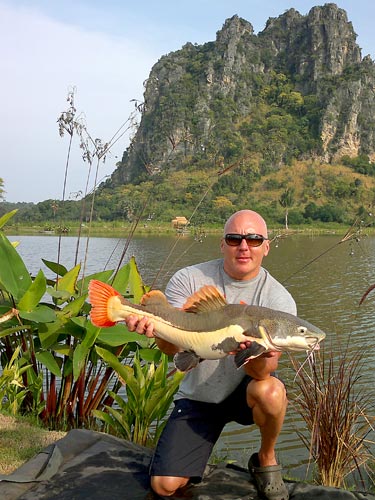 A nice Amazon Redtail Catfish.