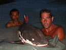 Redtail Catfish from Koh Samui.