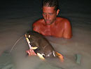 Redtail Catfish from Koh Samui.