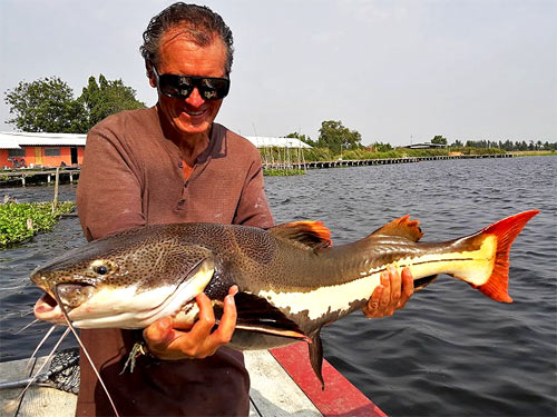 Amazon Redtail Catfish from the New Bungsamran