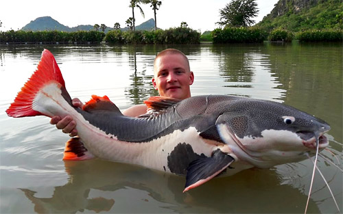 Amazon Redtail Catfish from Jurassic.