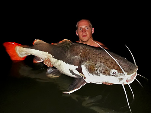 Redtail Catfish from Krabi.