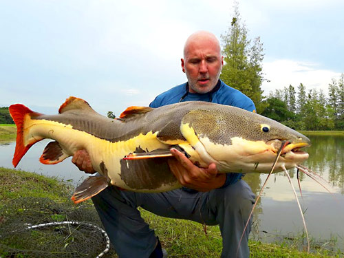 Amazon Redtail Catfish at IT Monster Lake.