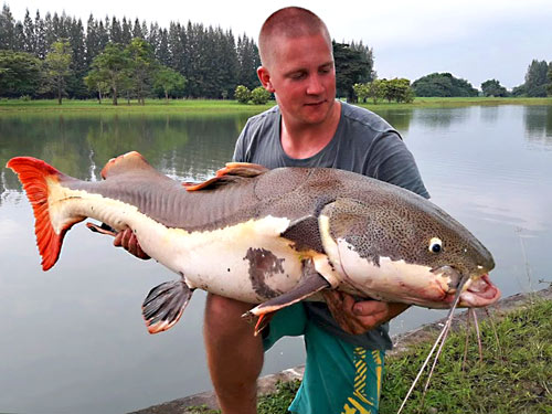 Redtail Catfish from Lake Monsters.