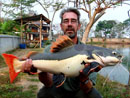 Redtail Catfish.