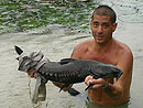 Ripsaw Catfish from Koh Samui.