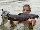 Ripsaw Catfish from Koh Samui.