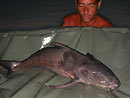 Ripsaw Catfish from Koh Samui.