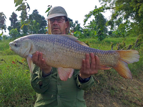 A large Rohu from Twin Palm Lagoon.