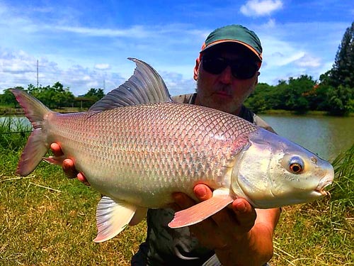 Small Scale Mud Carp.