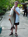 Striped Catfish caught in Phuket.