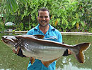 Striped Catfish from Phuket.