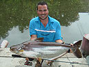 Striped Catfish from Par Lai Lake.