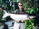 Striped Catfish from Phuket.