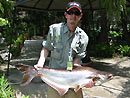 Striped Catfish from Phuket.