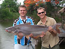 Striped Catfish from Bangkok.