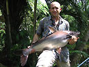 Striped Catfish from Phuket.