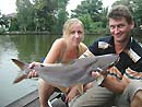 Giant Mekong Catfish in Bangkok.